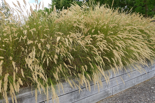 Stipa Perennial herbaceous plant  Decoration of a landscaped area  Summer season