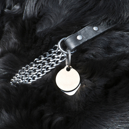 Dog collar with dog tag (copy space for your text).