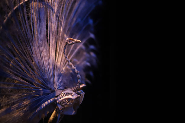 Close up of a peacock skeleton