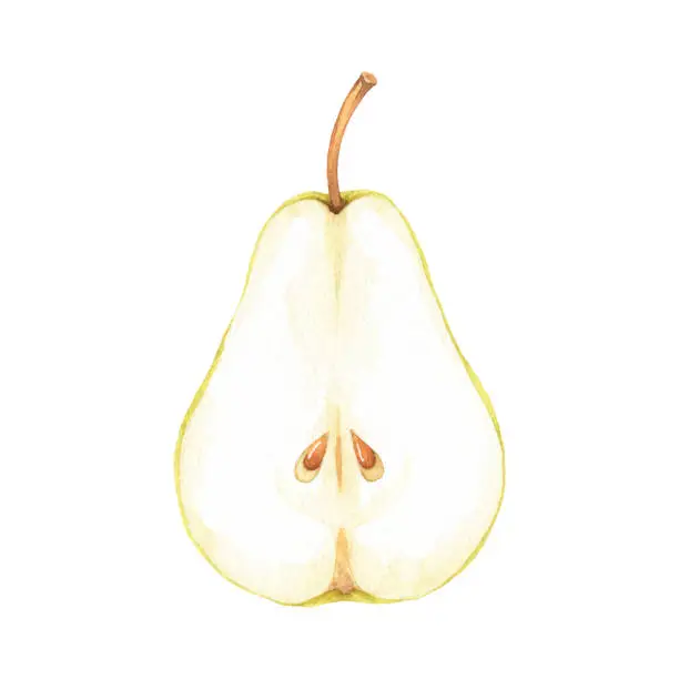 Vector illustration of Watercolor Half Pear