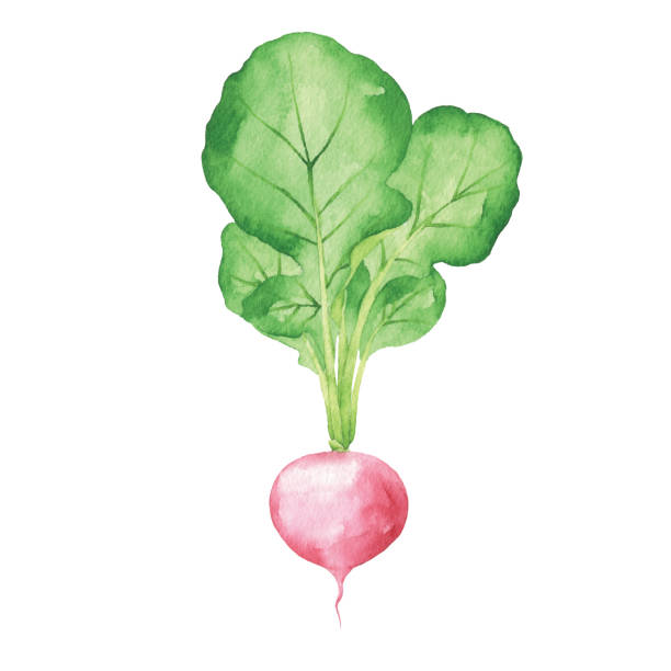 bildbanksillustrationer, clip art samt tecknat material och ikoner med watercolor radish - radishes