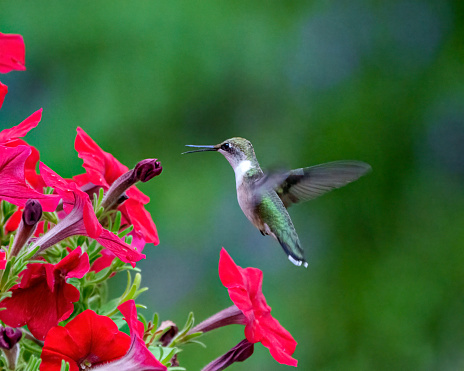 Hummingbird ruby throated female feeding on petunias with a green background in its environment and habitat surrounding displaying wingspan and long bill.