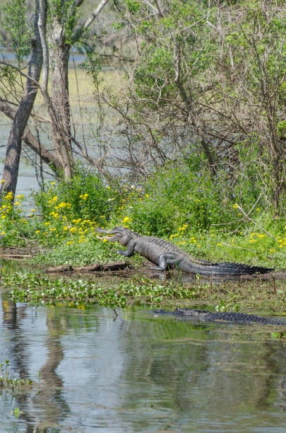istock Two American alligators warming themselves on a sunny spring day at Brazos Bend State Park. 1415197832