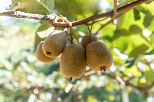 Close up of ripe kiwi fruit in organic orchard