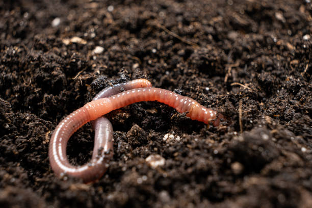 istock Big beautiful earthworm in the black soil, close-up. 1415198381