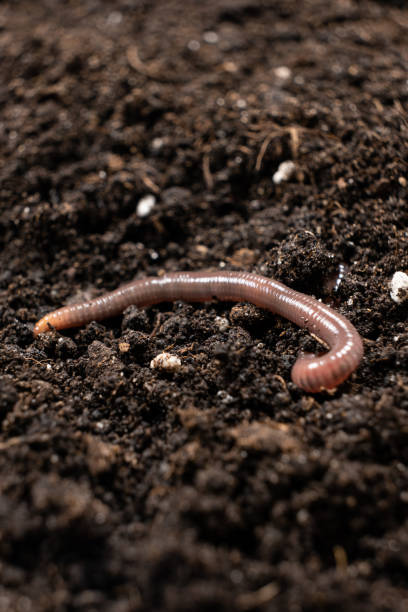istock Big beautiful earthworm in the black soil, close-up. 1415198383