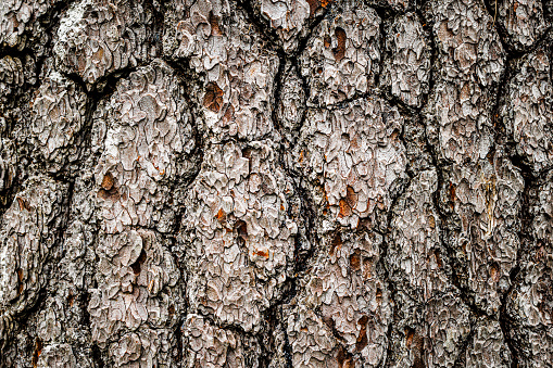 Tree bark close-up