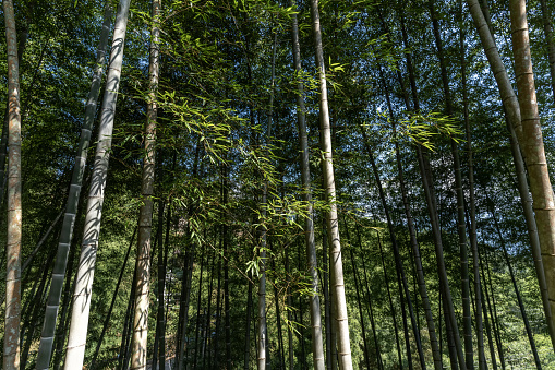 The path between the bamboo forests and the bamboos on both sides