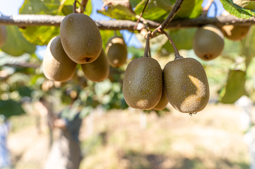 The kiwi fruit in the organic orchard are ripe
