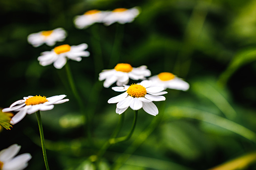 Daisy flowers in the forest