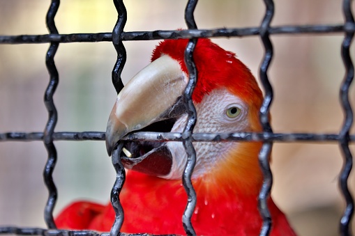 Parrot behind bars