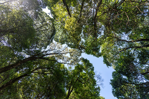 The canopy of some trees looking up in the forest
