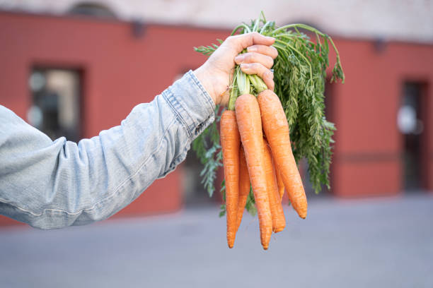 Woman hold a bunch fresh organic carrots