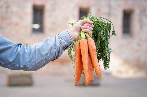 Woman hold a bunch fresh organic carrots