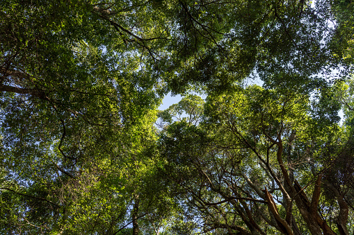 The canopy of some trees looking up in the forest