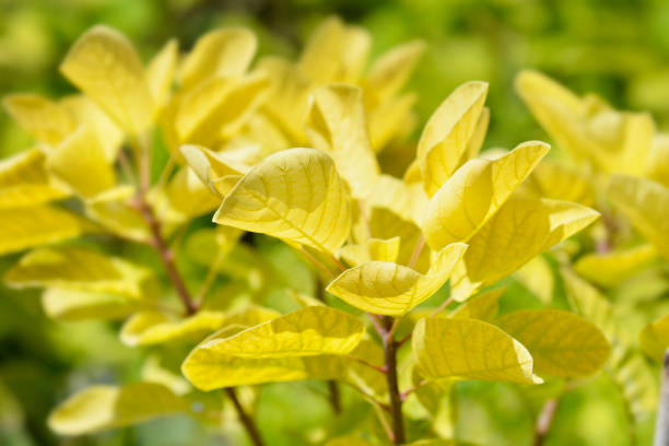 árvore de fumaça espírito dourado - european smoketree - fotografias e filmes do acervo