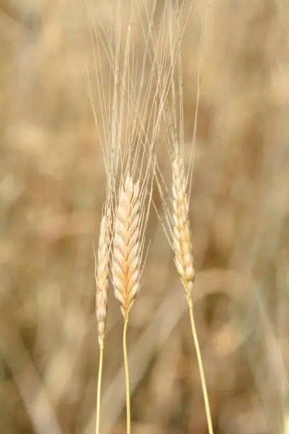 Einkorn wheat - Latin name - Triticum monococcum