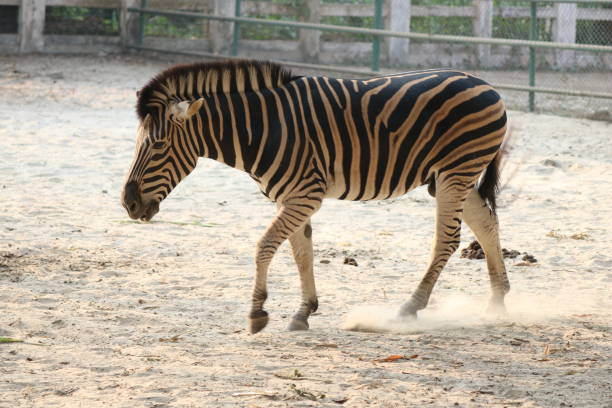 istock Adult Zebra Running on dirt soil 1415202318