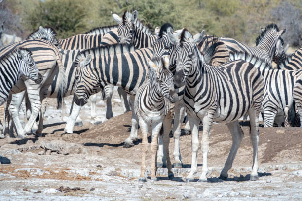 istock Zebra at Ombika Waterhole in Etosha National Park, Namibia 1415203307