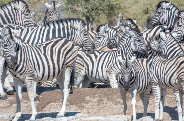 istock Zebra at Ombika Waterhole in Etosha National Park, Namibia 1415203313