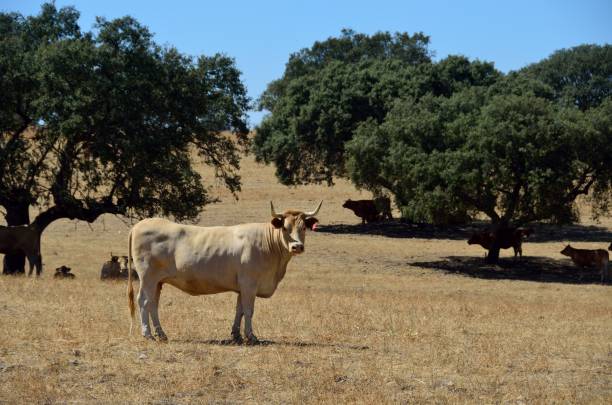 Alentejo cow stock photo