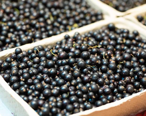 istock Fresh black currant fruit in market 1415204938