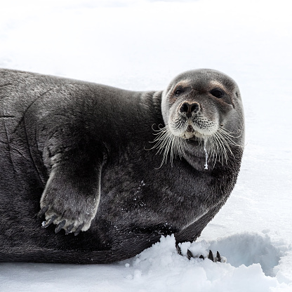 Adult bearded seal, erignathus barbatus,, resting on the fast ice of Svalbard, a Norwegian archipelago between mainland Norway and the North Pole. Front view.