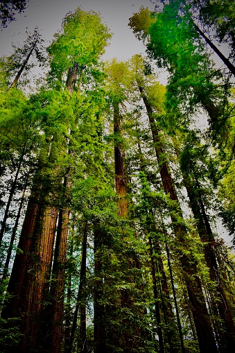 Ancient giant sequoia trees seeking the sun