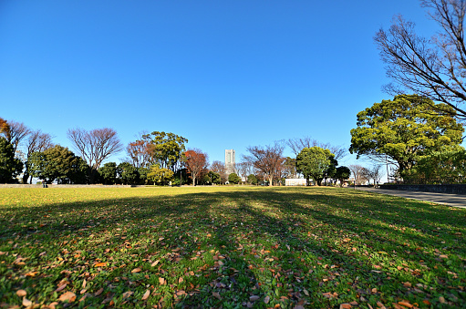 Autumn scenery and landmark tower in Nogeyama Park, Yokohama City