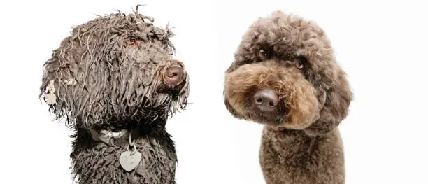 Photo of Clean and dirty fluffy poodle dog after play in a mud puddle. Isolated on white background. Dog groomer concept