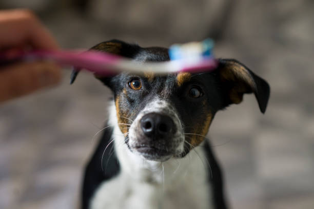 Cute little dog is looking up at a toothbrush with toothpaste on it that her owner is holding to prepare to brush her teeth.
