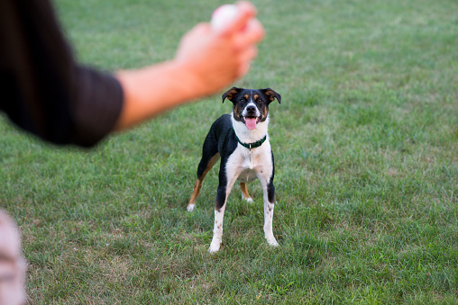 Cute little dog standing with full attention on the grass in a backyard as her anonymous owner is holding a ball to throw for her.