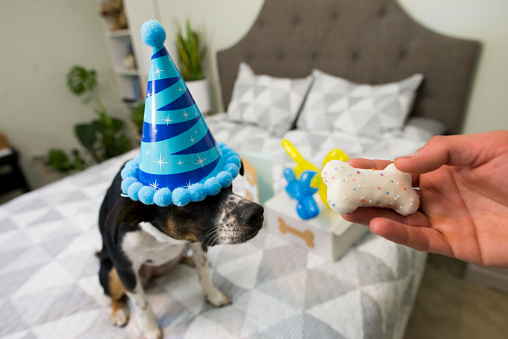 Pet owner offering his dog a special, celebration birthday dog biscuit for her birthday. She is wearing a bright blue birthday hat that is covering her eyes as she waits patiently.