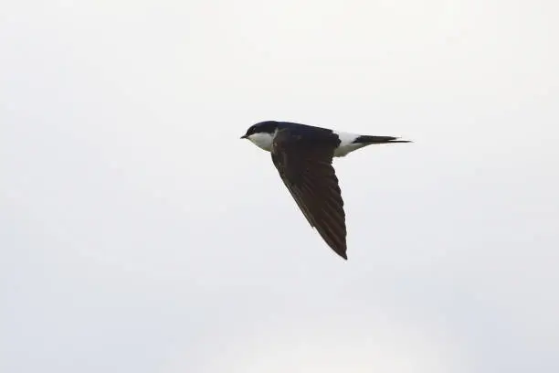 Common house martin bird in flight (Delichon urbicum)