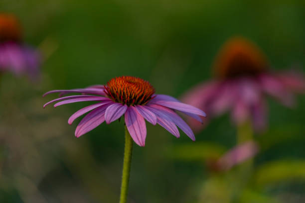 istock Echinacea flower bloom in summer hot color evening with green background 1415209481