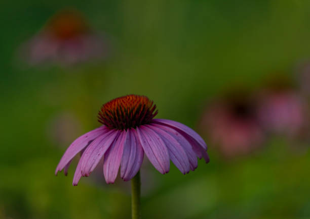 istock Echinacea flower bloom in summer hot color evening with green background 1415209504