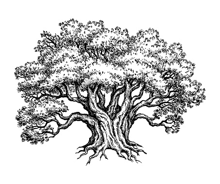 Old big Yew tree. Ink sketch isolated on white background. Hand drawn vector illustration. Vintage style stroke drawing.