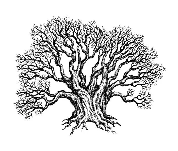 Vector illustration of Withered old big yew tree.