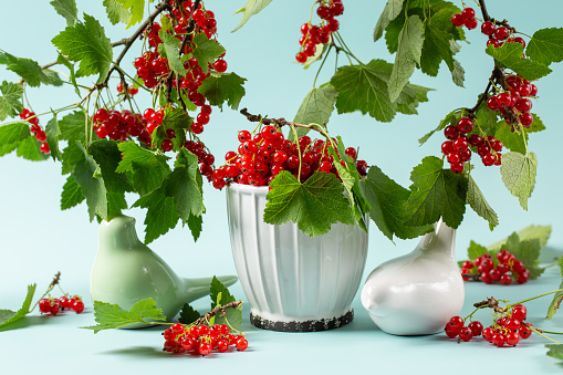 Bowl with red currant berries, ceramic birds and branches with leaves and redcurrants on blue background. Summer composition, still life.
