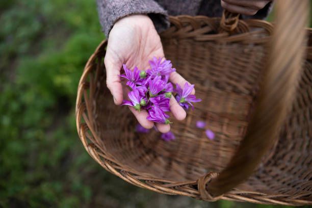 malva sylvestris nombre común malva común o quesos, malva alta, malva alta pichink up hierbas - mallow fotografías e imágenes de stock