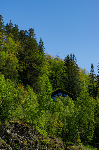Tall green trees with a house hidden in the Norwegian wilderness