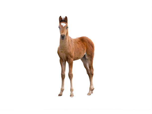 little stallion isolated on white background