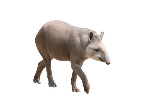 tapirus isolated on white background