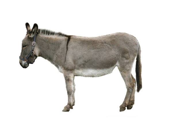 âne isolé sur le fond blanc - mule animal profile animal head photos et images de collection