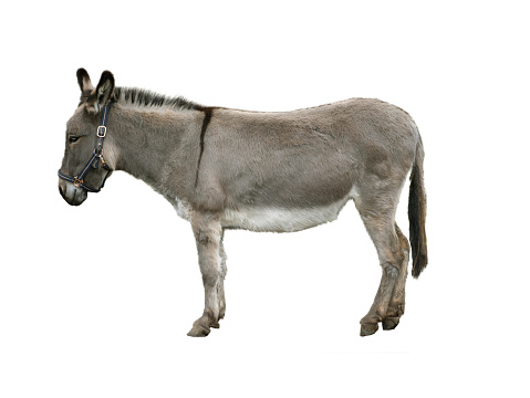 Young Donkey Resting