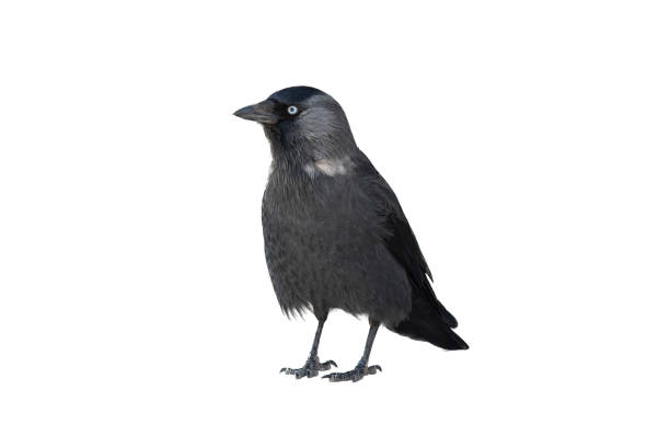 istock Bird Jackdaw isolated on white background 1415213489