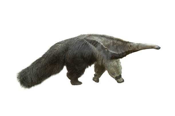 アンテアター、ミルメコファガ・トリダクティラ、白い背景に単離 - anteater animal nose animal ant ストックフォトと画像