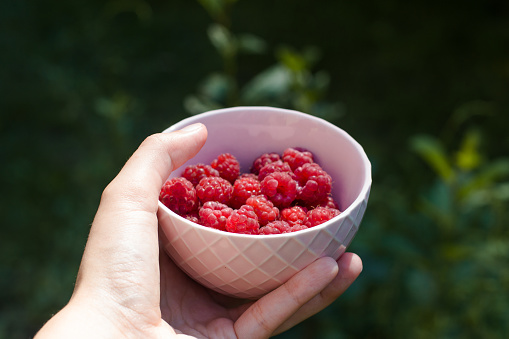 Raspberries are collected in a ceramic bowl. The man is holding this bowl in his hands
