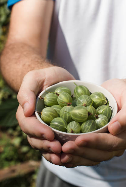 istock Gooseberries are collected in glass bowl 1415215035