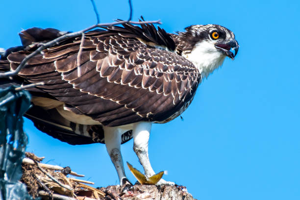 istock Portrait of an osprey 1415215106